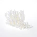  один пункт предмет ... коралл зеленый isi314122