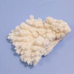  один пункт предмет ... коралл зеленый isi314865