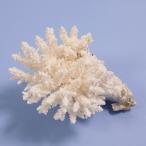  один пункт предмет ... коралл зеленый isi314867