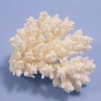  один пункт предмет ... коралл зеленый isi314891