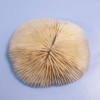  один пункт предмет ... коралл ksa листовка isi315647