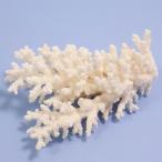  один пункт предмет ... коралл зеленый isi315941