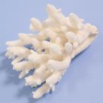  один пункт предмет ... коралл зеленый isi315943