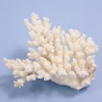  один пункт предмет ... коралл зеленый isi315944