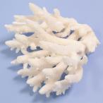  один пункт предмет ... коралл зеленый isi315946