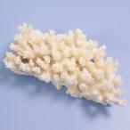  один пункт предмет ... коралл зеленый isi315947