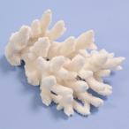  один пункт предмет ... коралл зеленый isi315953