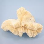  один пункт предмет ... коралл na галет - na коралл 317974