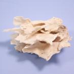  один пункт предмет ... коралл 320772