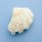  раковина ракушка коллекция автомобиль kogaiSS размер (1 комплект )( вид оставив решение кому-то другому )