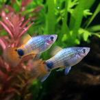 ショッピングミッキー （熱帯魚）ブルーバタフライ・ミッキーマウスプラティ（４匹）　北海道・九州航空便要保温