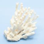  один пункт предмет ... коралл зеленый isi324872