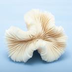  один пункт предмет ... коралл oo bana коралл 325786