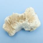  один пункт предмет ... коралл полька-дот коралл 328133