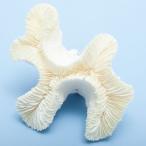  один пункт предмет ... коралл na галет - na коралл 328135