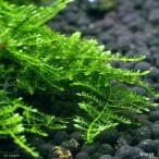 ( водоросли ) Moss sp. якорь пудинг cup ( подводный лист )( нет пестициды )(1 шт )