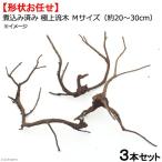 形状お任せ　煮込み済み　極上流木　Ｍサイズ（約２０〜３０ｃｍ）　３本　アクアリウム　テラリウム　レイアウト素材　お一人様２点限り