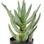 ( суккулентное растение ) алоэ lamosisima3.5~4 номер (1 горшок )