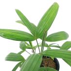 ( декоративное растение ) Yashica n non chik(. звук бамбук )..4 номер (1 горшок )