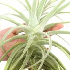 (観葉植物)エアープランツ チランジア プルプレア Lサイズ(1株)