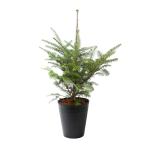 (観葉植物)植え込み済 もみの木 セラアート長鉢 7号 黒 1鉢 樹高60〜80cm クリスマスツリー