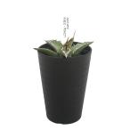 ( суккулентное растение ) агава o терроризм i3.5 номер (1 горшок )