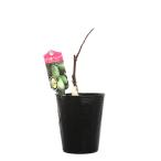 ( декоративное растение ) фруктовое дерево рассада Peter sompo Poe she наан do-4 номер (1 pot ) огород фрукты фрукты 