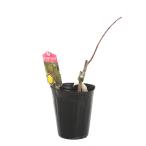 ( декоративное растение ) фруктовое дерево рассада Peter sompo Poe подвеска ke рукоятка na4 номер (1 pot ) огород фрукты фрукты 