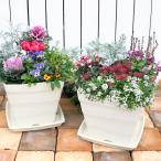 (観葉植物)寄せ植え 品種おまかせ 旬の花 受け皿付 25cm(1鉢)季節花壇花苗お庭玄関入門初心者鉢花置くだけガーデニング