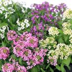 （観葉植物）アリッサム（花色おまかせ）　３号（５ポット）