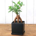 （観葉植物）小さい　インテリア　ガジュマル　陶器鉢植え　マットブラック塗装鉢（１鉢）受け皿付き　溶岩砂　おしゃれ　多幸の木　幸運　縁起