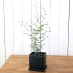 (観葉植物)ソフォラ リトルベイビー 陶器鉢植え マットブラック塗装鉢(1鉢)受け皿付き 溶岩砂 おしゃれ メルヘンの木