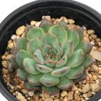 (多肉植物)エケベリア ハリス 3号(1ポット)
