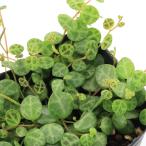 (観葉植物)ペペロミア タートル 2〜3号(1ポット)