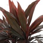 （観葉植物）コルディリネ　アイチアカ　６号（１鉢）