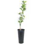 ( декоративное растение ) фруктовое дерево рассада .....5 номер (1 pot ) огород фрукты фрукты 