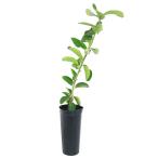 ( декоративное растение ) фруктовое дерево рассада .. лимон jumbo лимон 5 номер (1 pot ) огород фрукты фрукты 