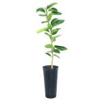 ( декоративное растение ) фруктовое дерево рассада ..b Lad orange moro5 номер (1 pot ) огород фрукты фрукты 