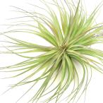 エアープランツチランジアストリクタ...