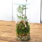 ショッピングテラリウム （観葉植物）苔テラリウム　トキワシノブ　円柱ボトルＳサイズ　蓋付（１個）　コケテラリウム　苔テラ　コケテラ　苔　インテリア