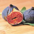 ( декоративное растение ) фруктовое дерево рассада чёрный ichi ось Kurume ....4 номер (1 pot ) огород фрукты фрукты 