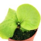 （観葉植物）ビカクシダ　リドレイ　スポア　２．５〜３号（１鉢）順化済み　リドレィ　リドレー
