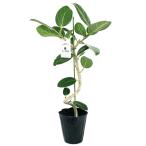 （観葉植物）フィカス　ベンガレンシス　曲がり樹形　４号（１鉢）