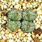 コノフィツム安珍２．５号