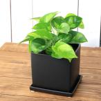 ( декоративное растение ) pothos свечение bar зеленый керамика растение в горшке матовый черный покраска горшок (1 горшок ) поддонник имеется . скала песок модный 