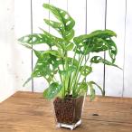 (観葉植物)マドカズラ 9φサイズ レカトン植え ハイドロカルチャー(1個) 鉢植え おしゃれ 室内 プレゼント