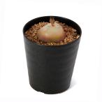 (多肉植物)一点物 コノフィツム ブルゲリ 3号(1株)(347118)