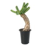 一点物ユーフォルビアムランジーナ７...