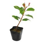 ( декоративное растение ) kana память chi3.5 номер (1 pot )