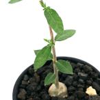 フォッケアエデュリス実生株２．５号...